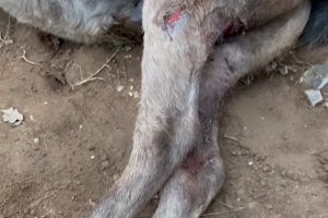 Araba Çarpan Yılka Atını Ortada Bırakmadık...