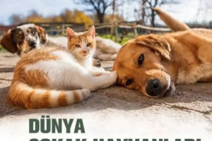 Dünya Sokak Hayvanları Günü Kutlu Olsun...