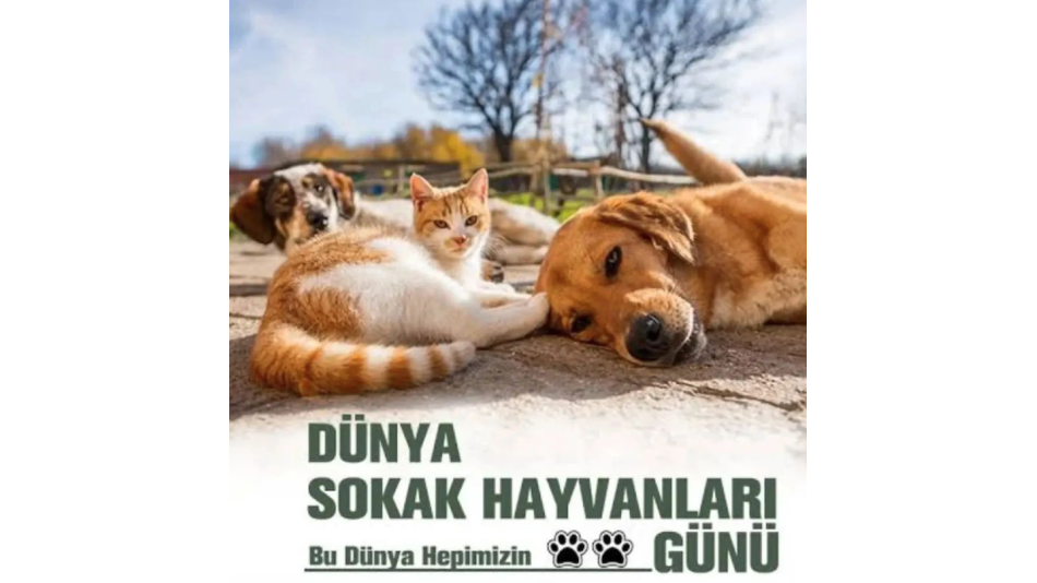 Dünya Sokak Hayvanları Günü Kutlu Olsun...