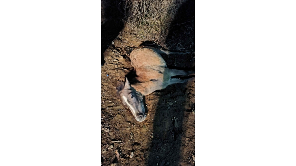 Araba Çarpan Yılka Atını Ortada Bırakmadık...