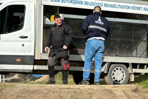 Kısırlaşan Canlarımız Geri Geliyor...