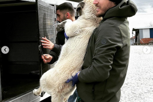 Bölgemizde Kısırlaştıma ve Aşılama Faaliyetleri Başladı