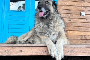 Patikanın Patileri