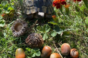 Tüm Hayvanlar Dostumuz