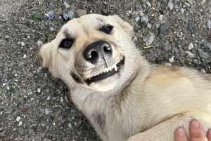 Kısırlaştırma Faaliyetleri