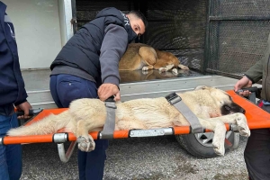 Bölgemizde Kısırlaştıma ve Aşılama Faaliyetleri Başladı