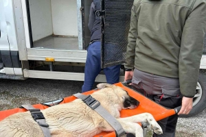 Bölgemizde Kısırlaştıma ve Aşılama Faaliyetleri Başladı