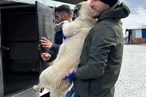 Bölgemizde Kısırlaştıma ve Aşılama Faaliyetleri Başladı