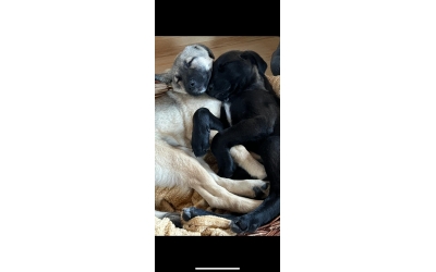 3 Aylık Pati ve Üzüm